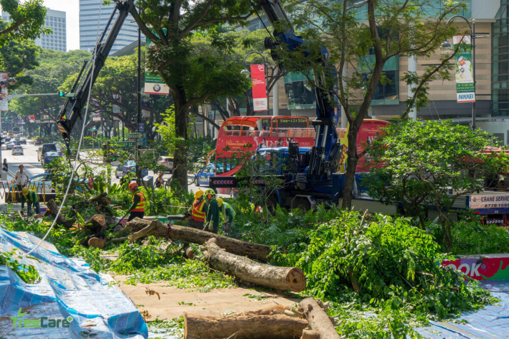 Green Waste Removal