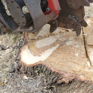 From Eyesore to Elegance: Transforming Your Outdoor Space with Expert Stump Grinding